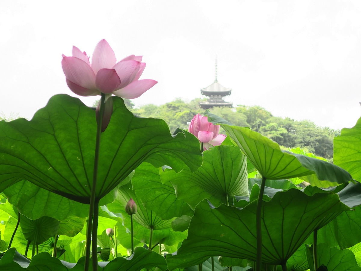 横浜の日本庭園 三溪園 で早朝観蓮会がスタート 咲いたばかりの蓮を観賞した後は特別朝食メニューを All About News