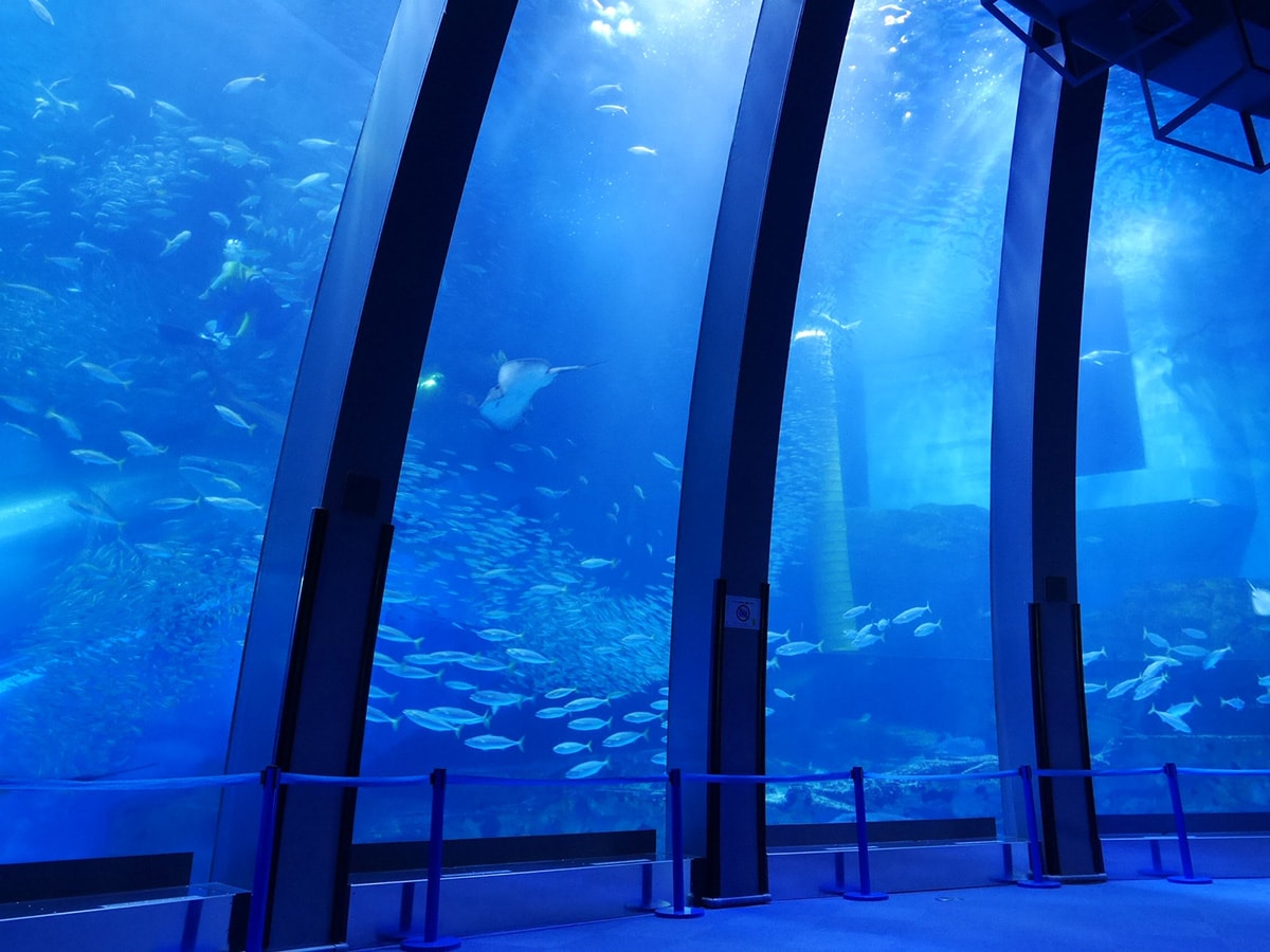 アクアミュージアムの大水槽で見られる約5万尾のイワシの群泳