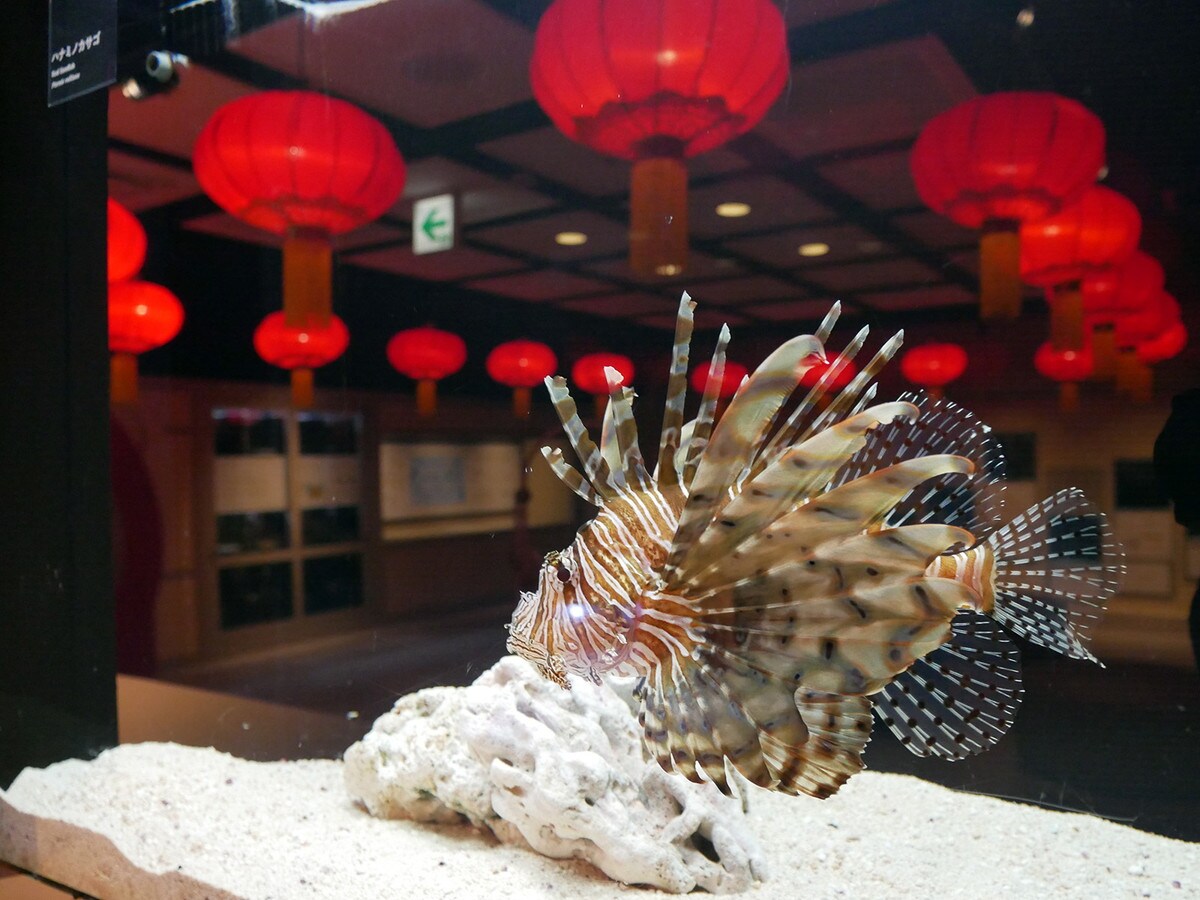 “開運魚“を展示する「横浜開運水族館 フォーチュンアクアリウム」