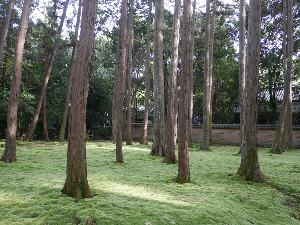 苔＋木立：心静かにお参りをしつつ、自然の美しさにも目を向けて