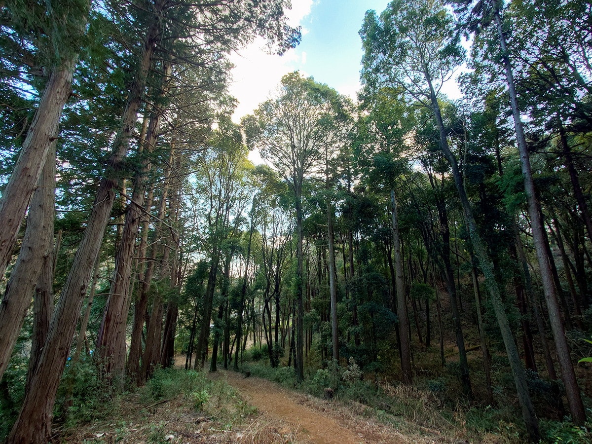 「三保市民の森」の遊歩道