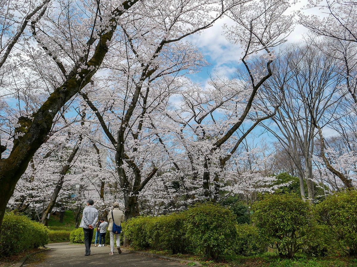 神奈川区内には自然豊かな三ッ沢公園がある