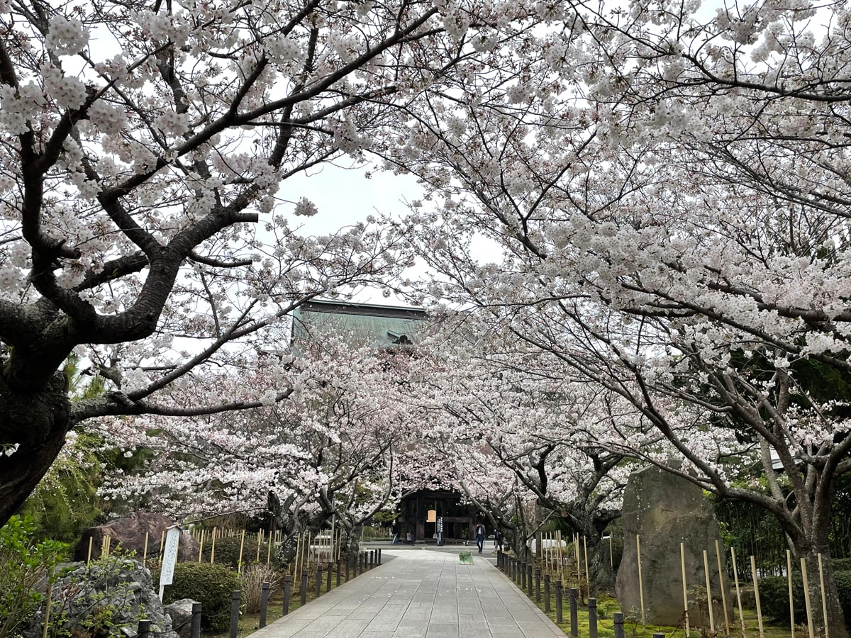建長寺参道の桜