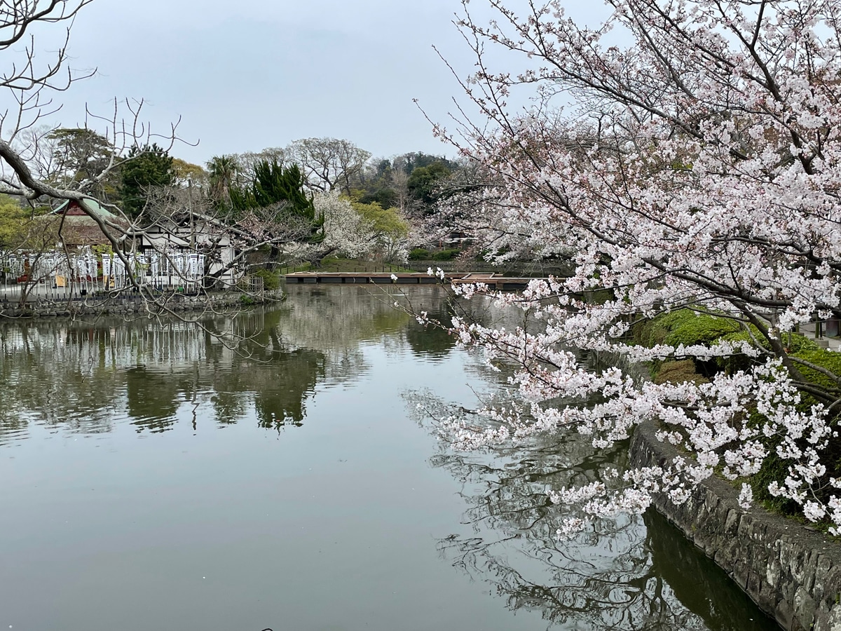 鶴岡八幡宮源氏池の桜