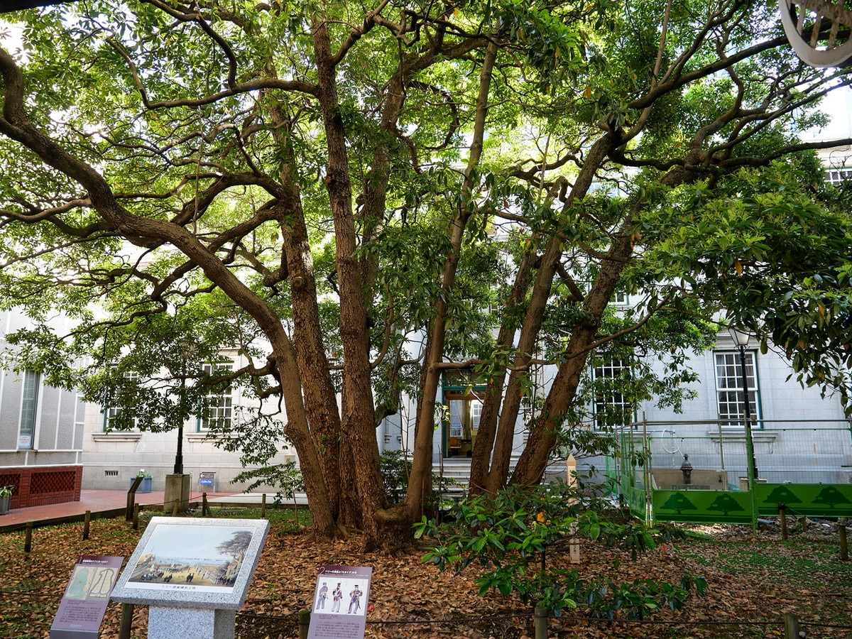 横浜開港資料館内にある「たまくすの木」