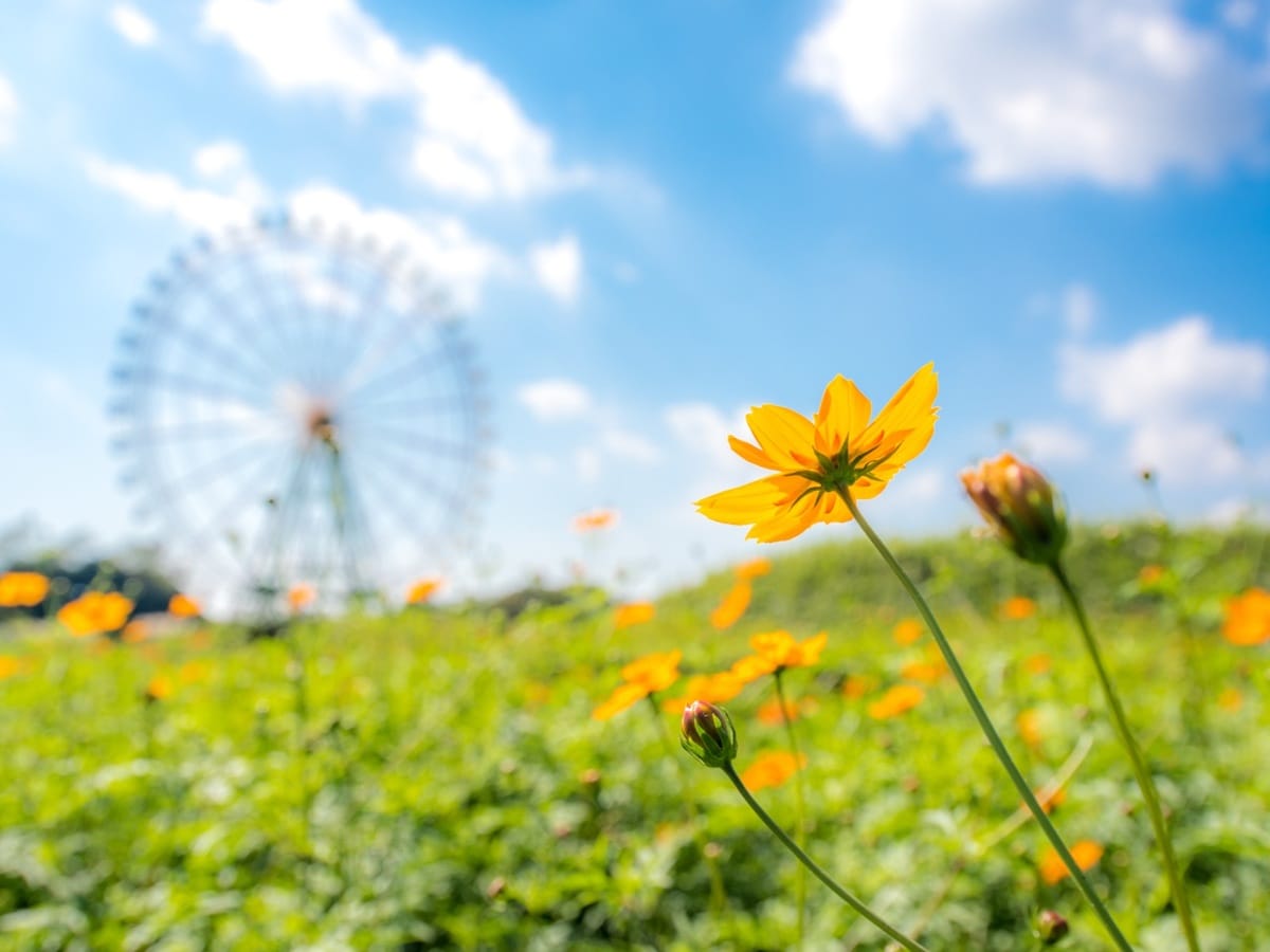 好き＆行ってみたい「関東地方のコスモスの名所」ランキング