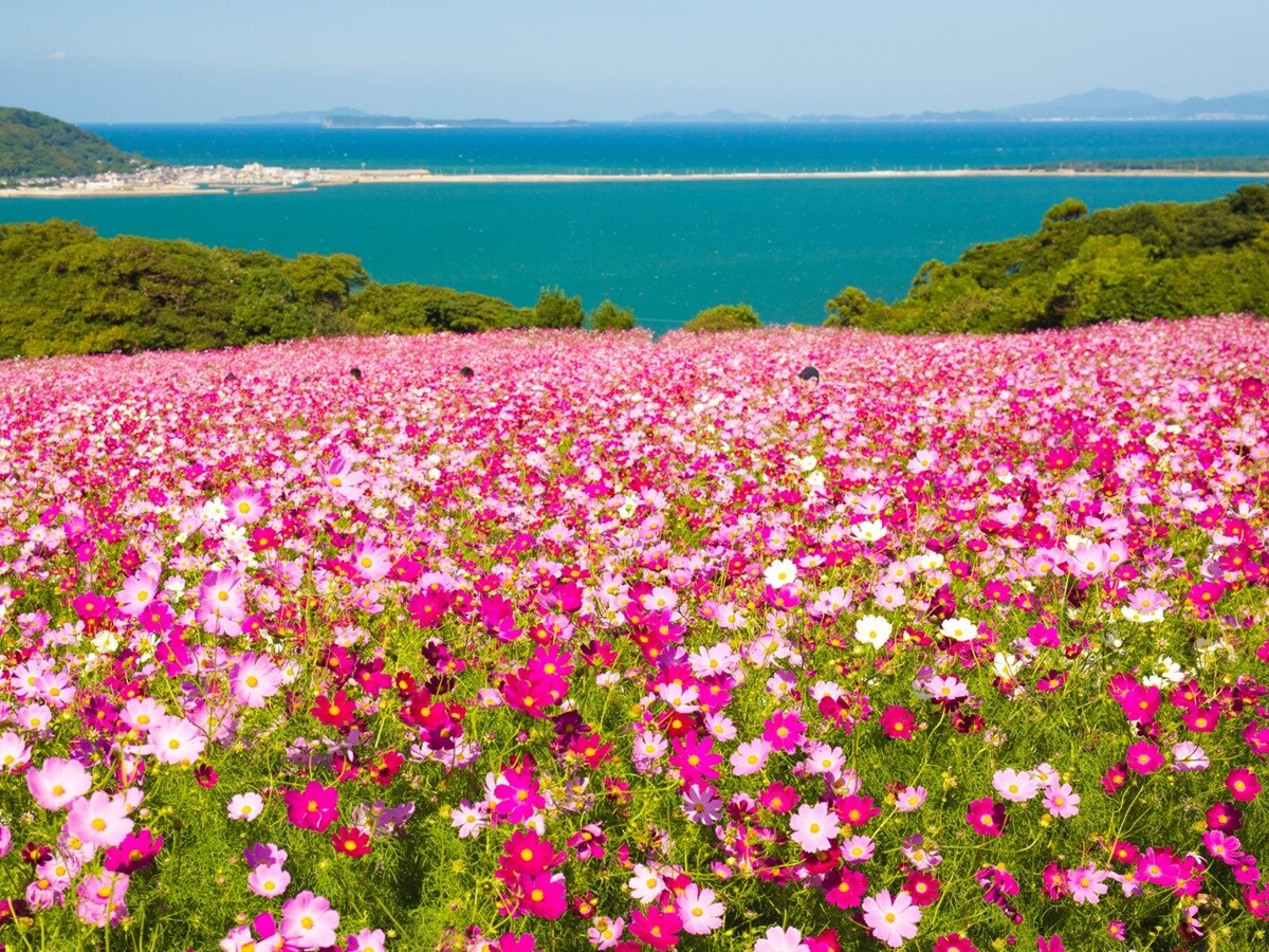 好き＆行ってみたい「九州・沖縄地方のコスモスの名所」ランキング
