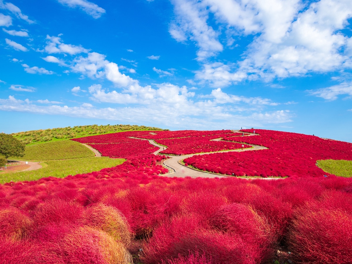 好き＆行ってみたい「茨城県の紅葉スポット」ランキング