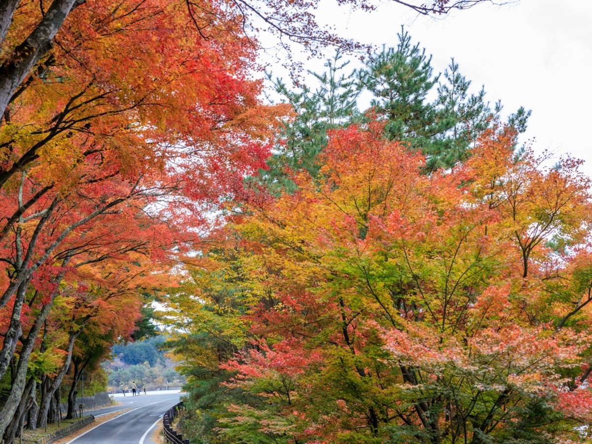 秋に行きたい「山梨県の絶景ドライブスポット」ランキング