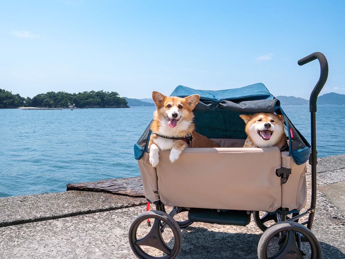 （画像：柴犬スティーブch提供）