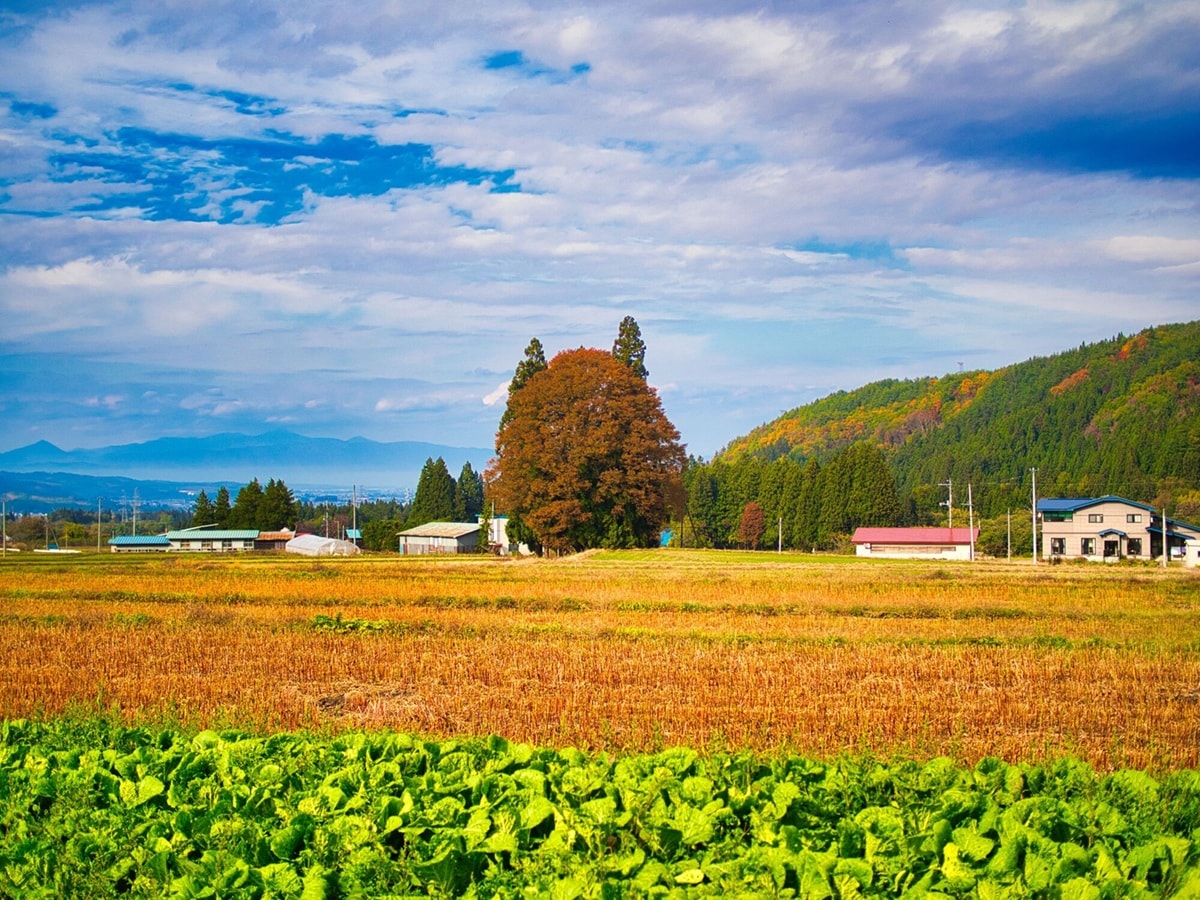山形県で「ふるさと納税の返礼品が魅力的」と思う市ランキング