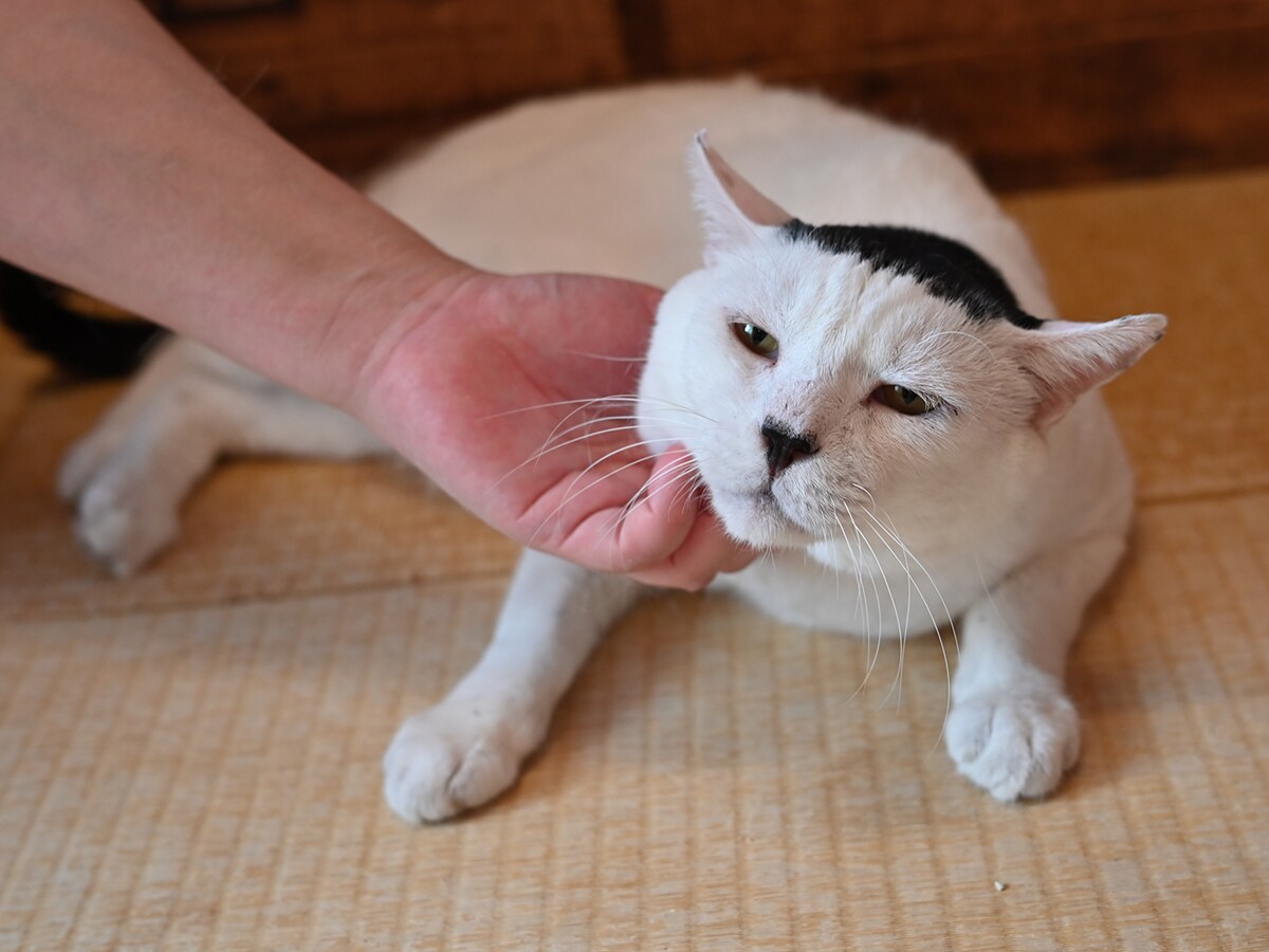 画像出典：『磯辺海苔男という猫』（辰巳出版）