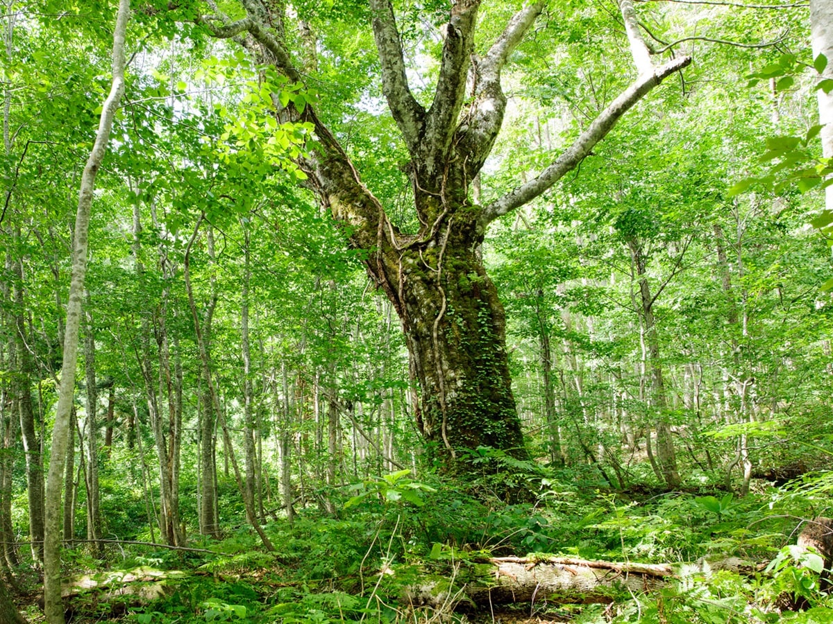 好き＆行ってみたい「秋田県のパワースポット」ランキング