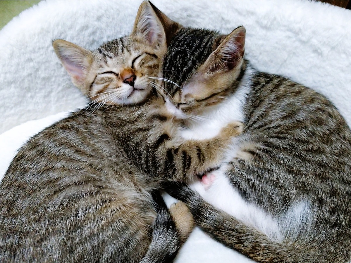 画像出典：『猫は奇跡』（佐竹茉莉子・著／辰巳出版）