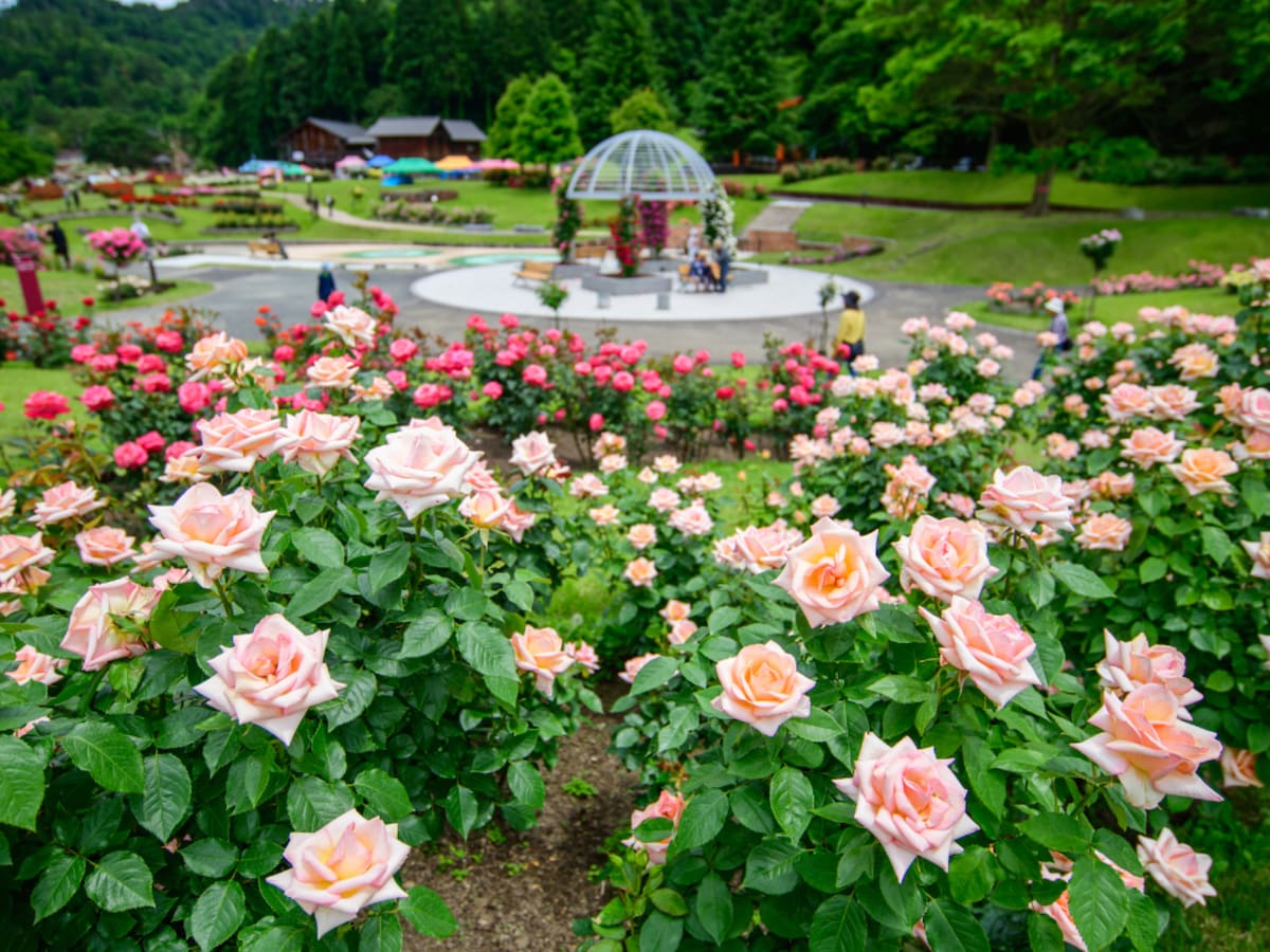 さくらんぼ東根温泉