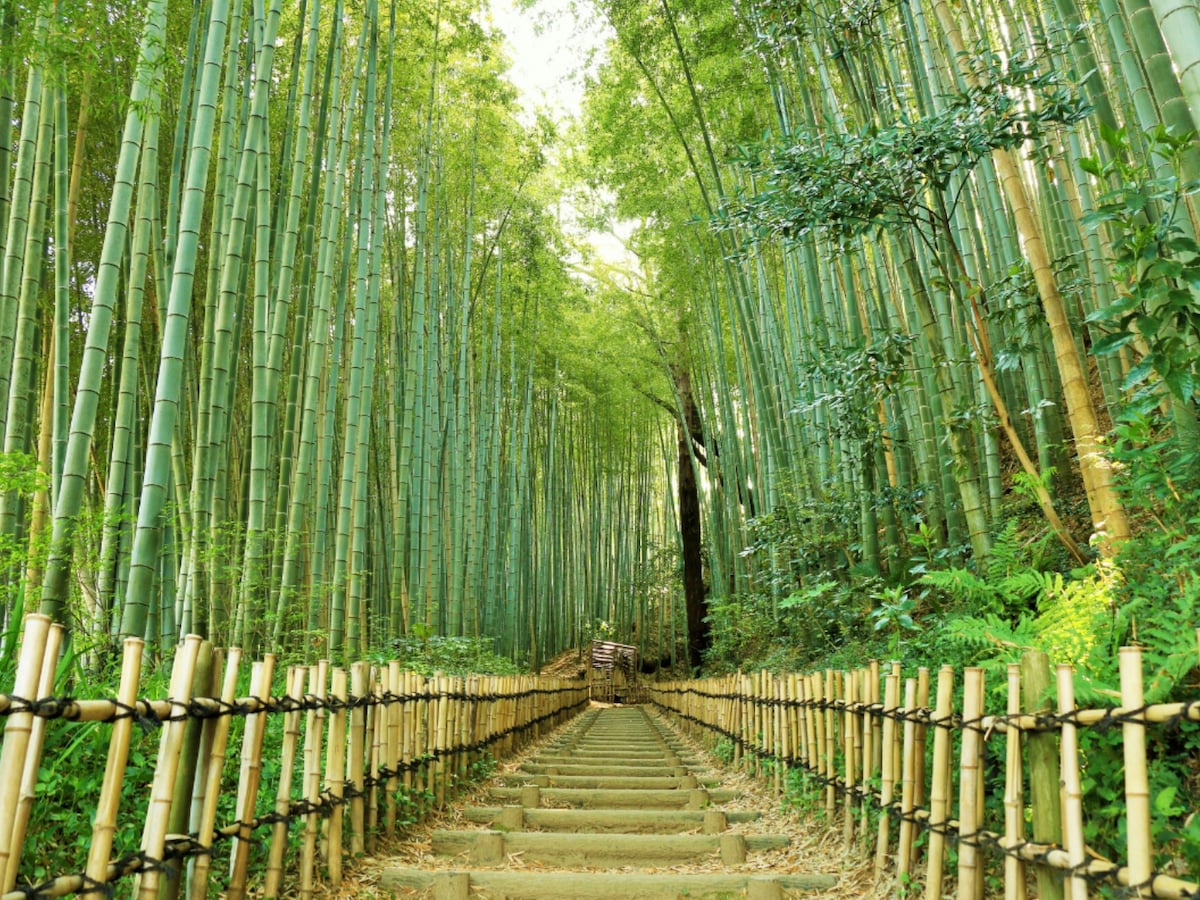 ひよどり坂「サムライの古道」