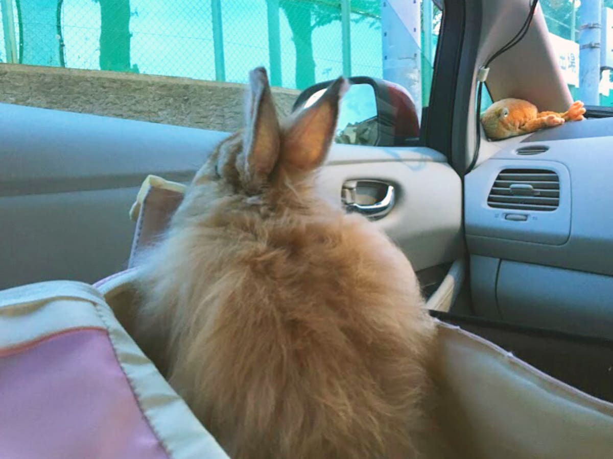 私のイチオシ 敏感な うさぎ もくつろぐ 日産リーフの快適さ 私のイチオシ 敏感な うさぎ もくつろぐ 日産リーフの快適さ