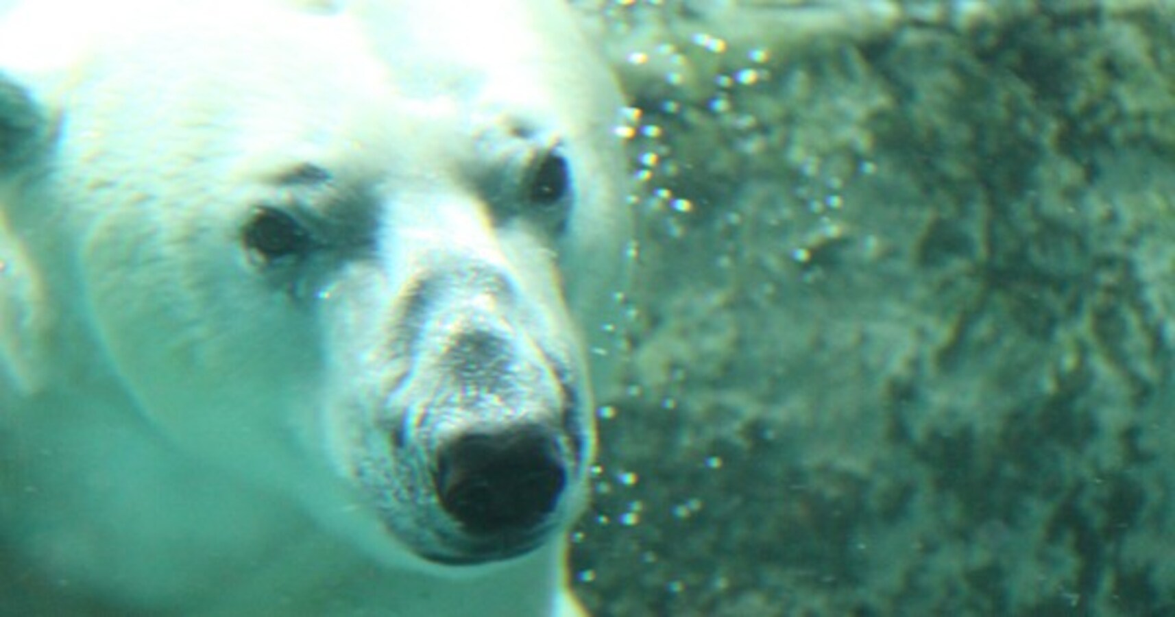 今週の大人センテンス 旭山動物園の坂東園長が語る動物の命に対する責任 Citrus シトラス