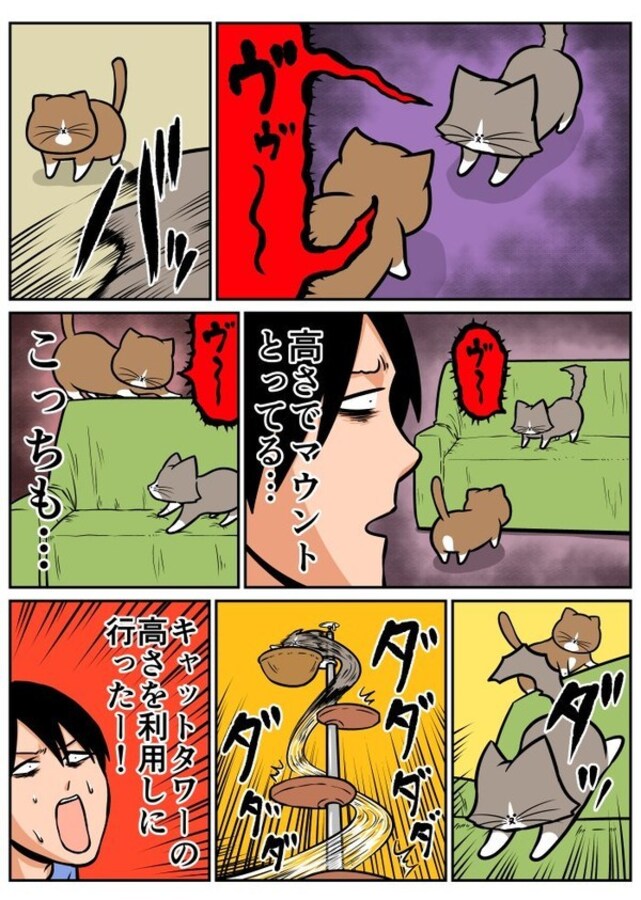 一触即発の2匹の猫 高さでマウント合戦をしていたはずが あまりの切り替えの早さに爆笑の渦 Citrus シトラス