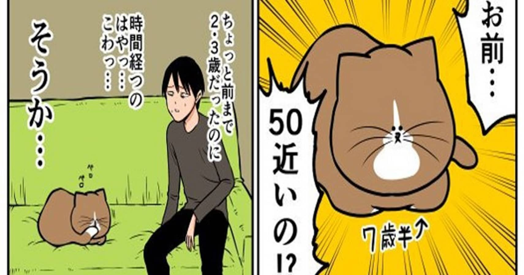 まだまだ元気でいてくれよ 年老いた猫に手を伸ばす飼い主 その時の猫の反応が面白すぎる Facebook Navi フェイスブックナビ