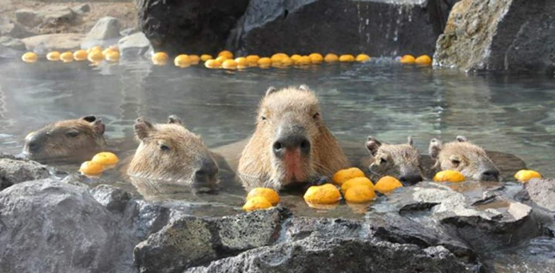 Adorable Capybara Hot Springs | All About Japan