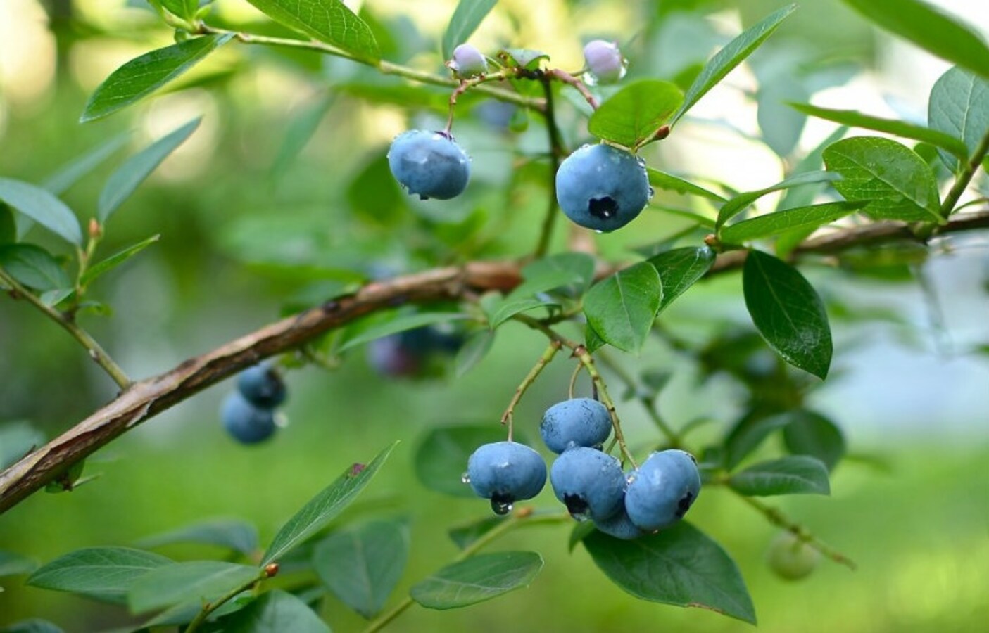 Pick a Bushel of Blueberries in Nagano! | All About Japan