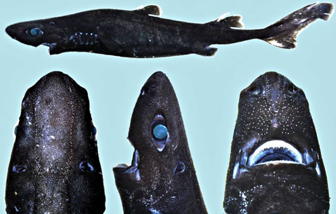 その他 shark Amazon.com: LEXiBOOK - Crazy Shark - Remote Control Shark, Up to