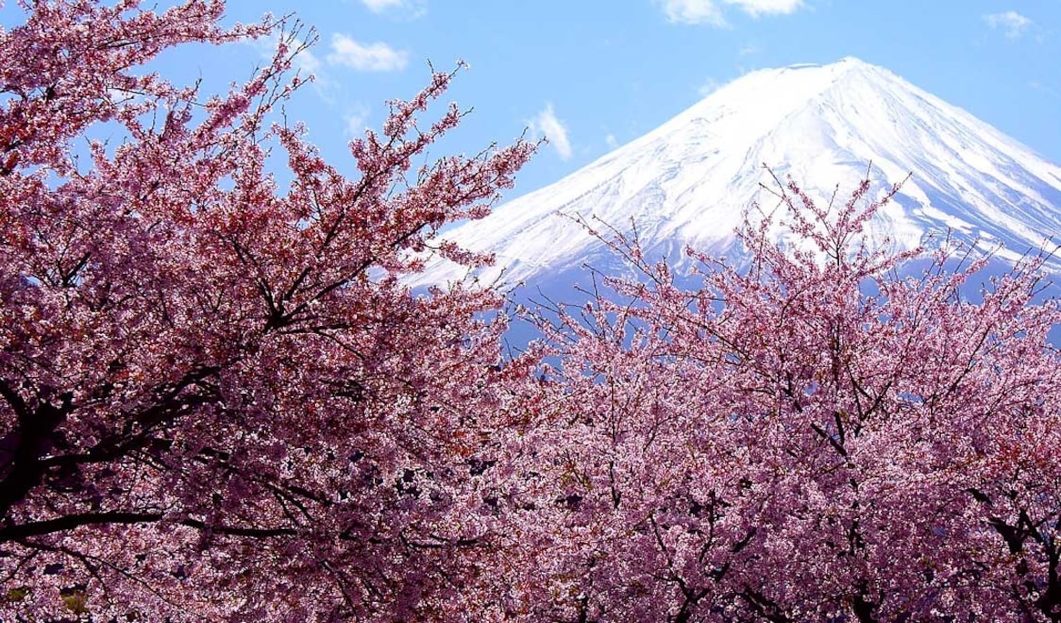 Top 10 'Hanami' Spots in Japan | All About Japan