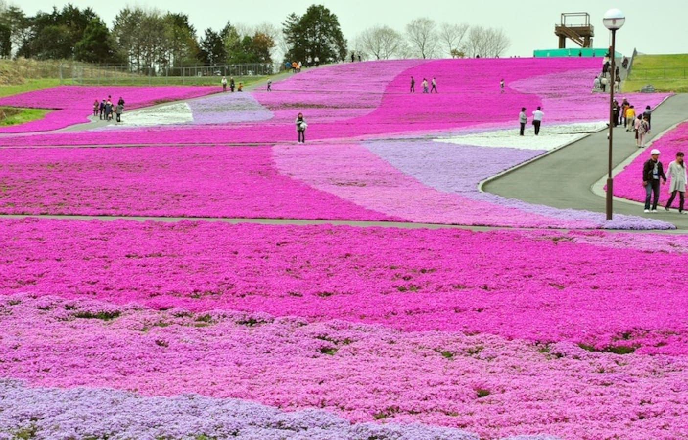 5 Lesser-Known Sakura Spots Around Tokyo | All About Japan