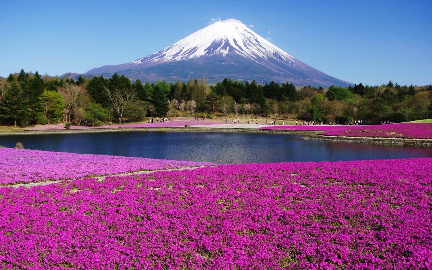 当芝樱铺满整个地面，我们融化在樱花的海洋| All About Japan