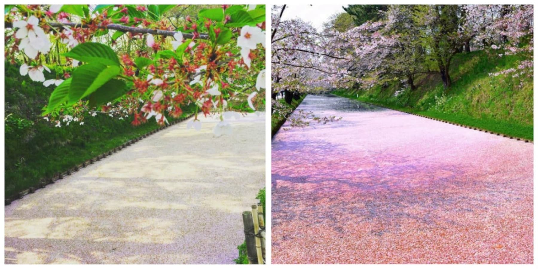 These Sakura Petals Float On A Moat All About Japan