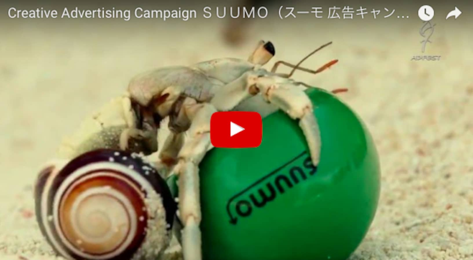 New Homes for Hermit Crabs | All About Japan