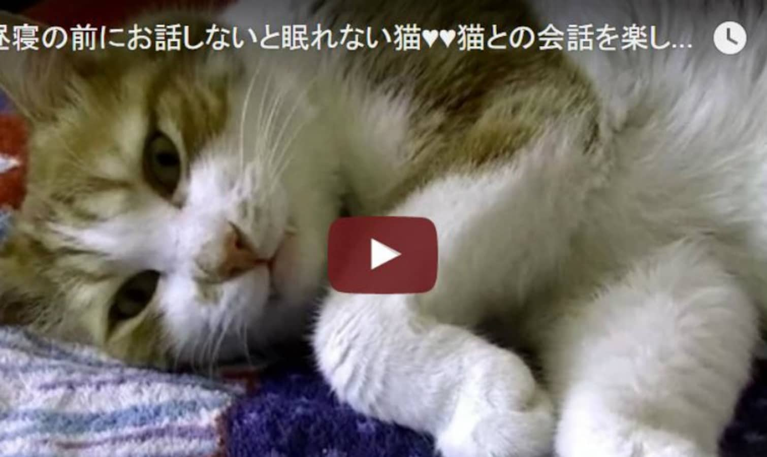 Adorable Cat Needs a Chat Before His Catnap | All About Japan