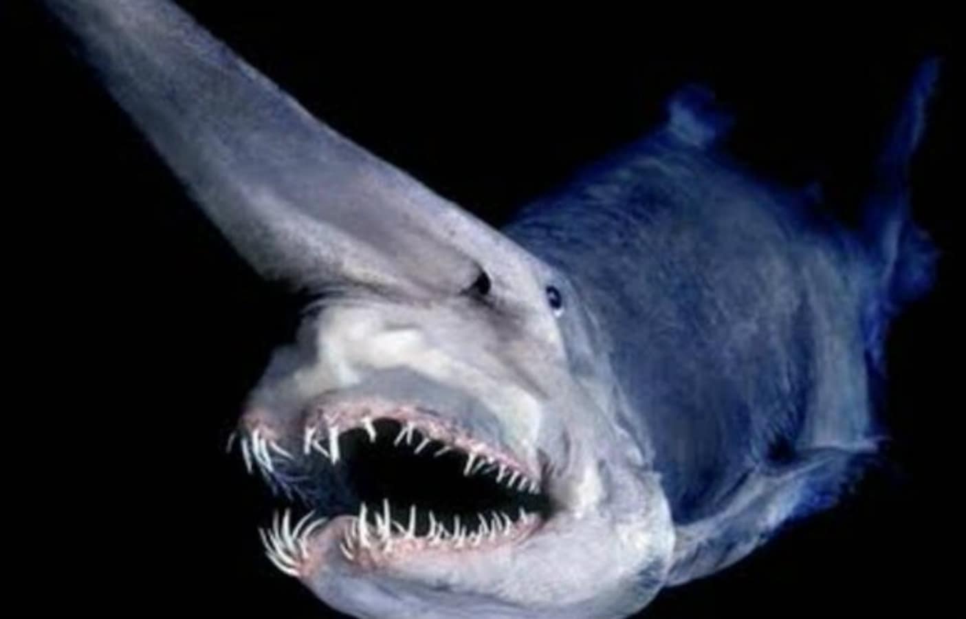 Most Terrifying Animals On Earth