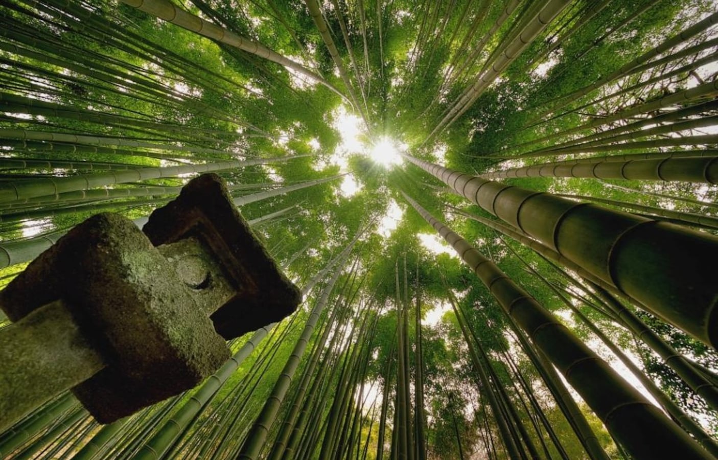 Temple Bamboo