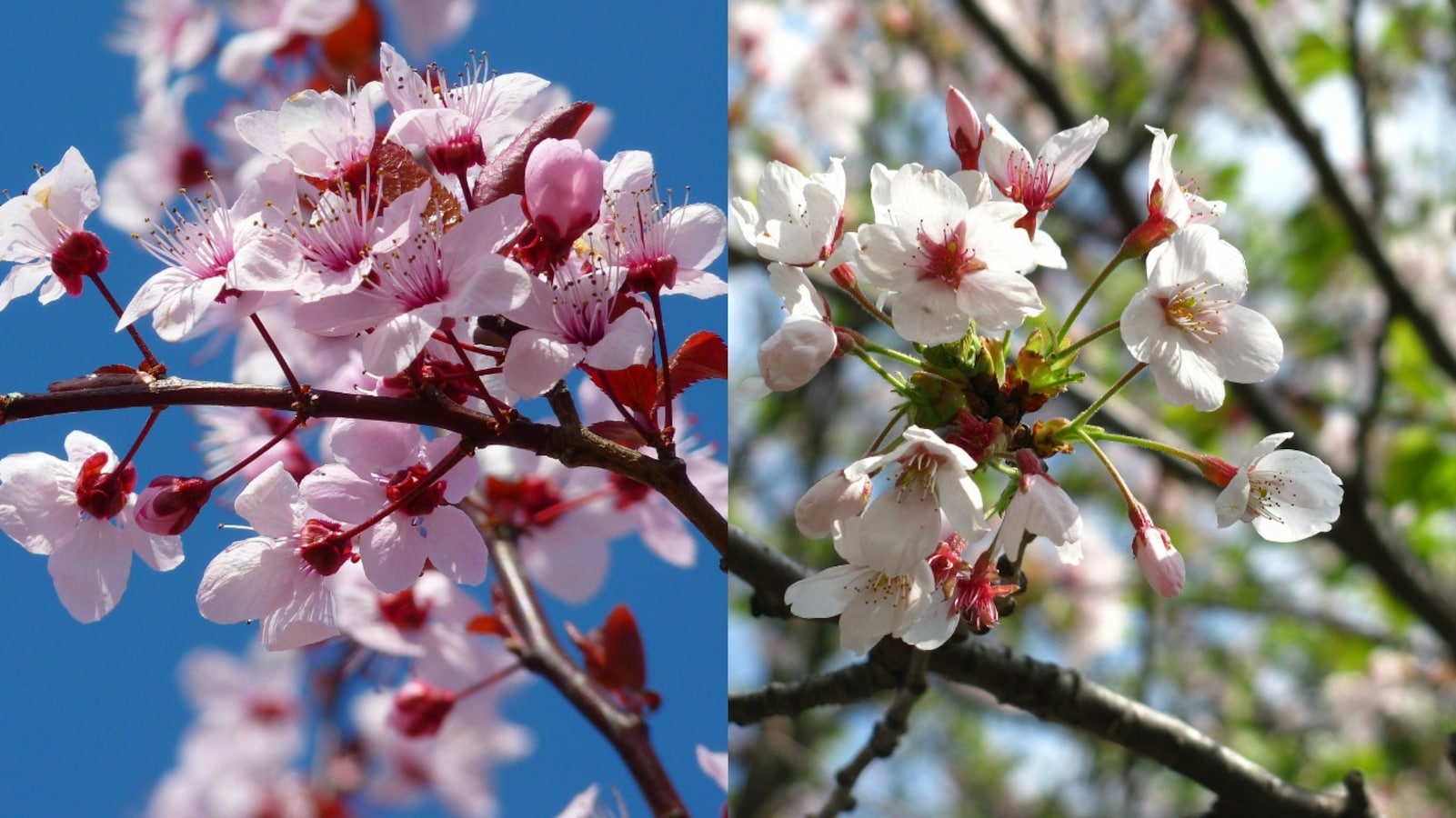 Difference Between Cherry Blossom And Japanese Cherry Blossom