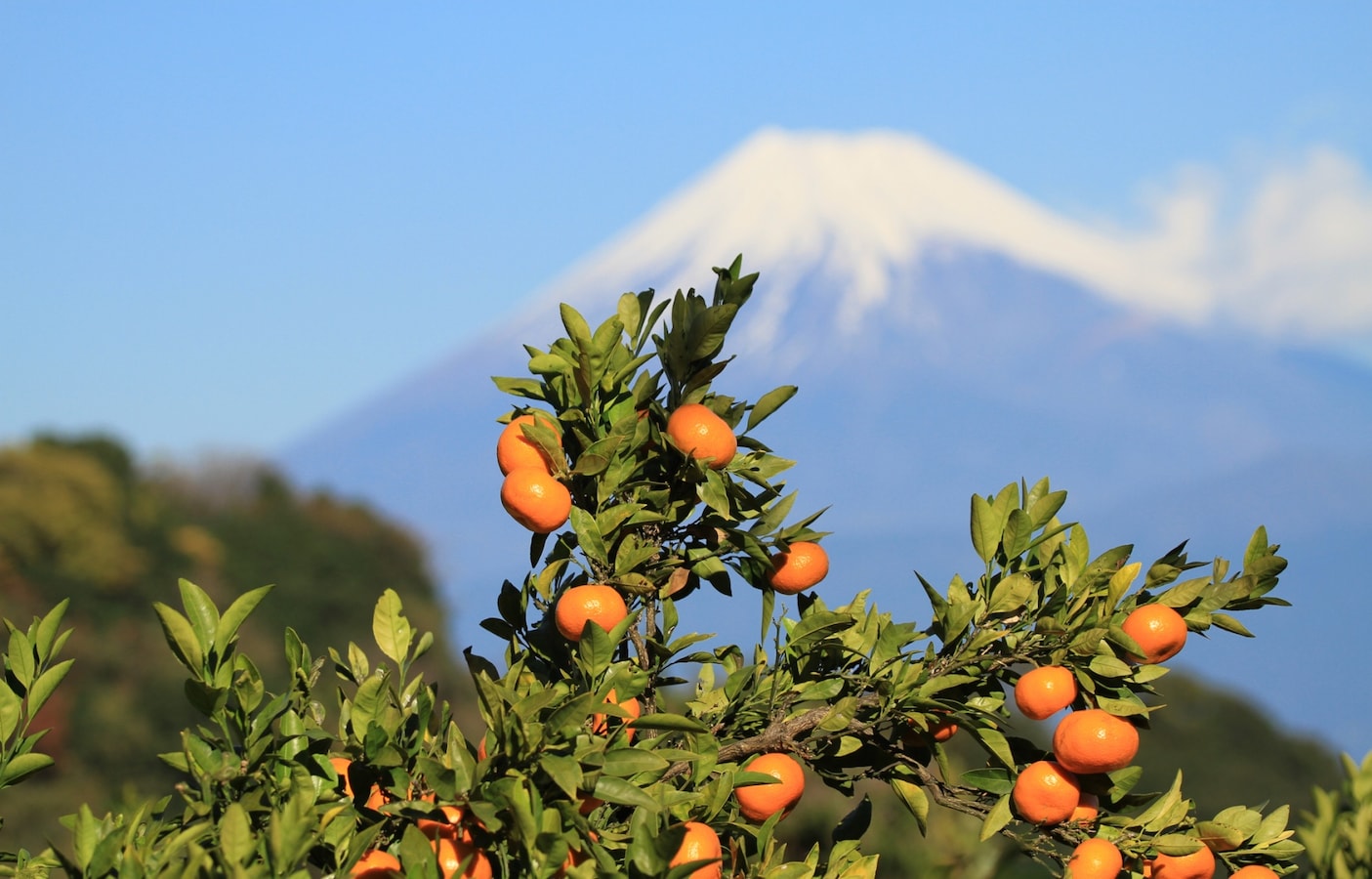 top-ranked-fruits-in-japan-for-each-season-all-about-japan