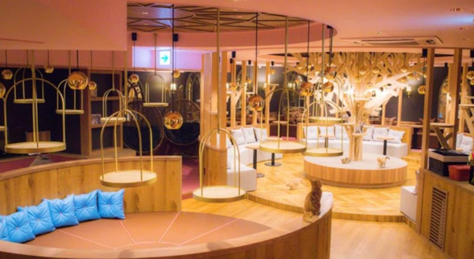 Luxurious Cat  Caf  Opens Its Doors in Nagoya All About Japan 