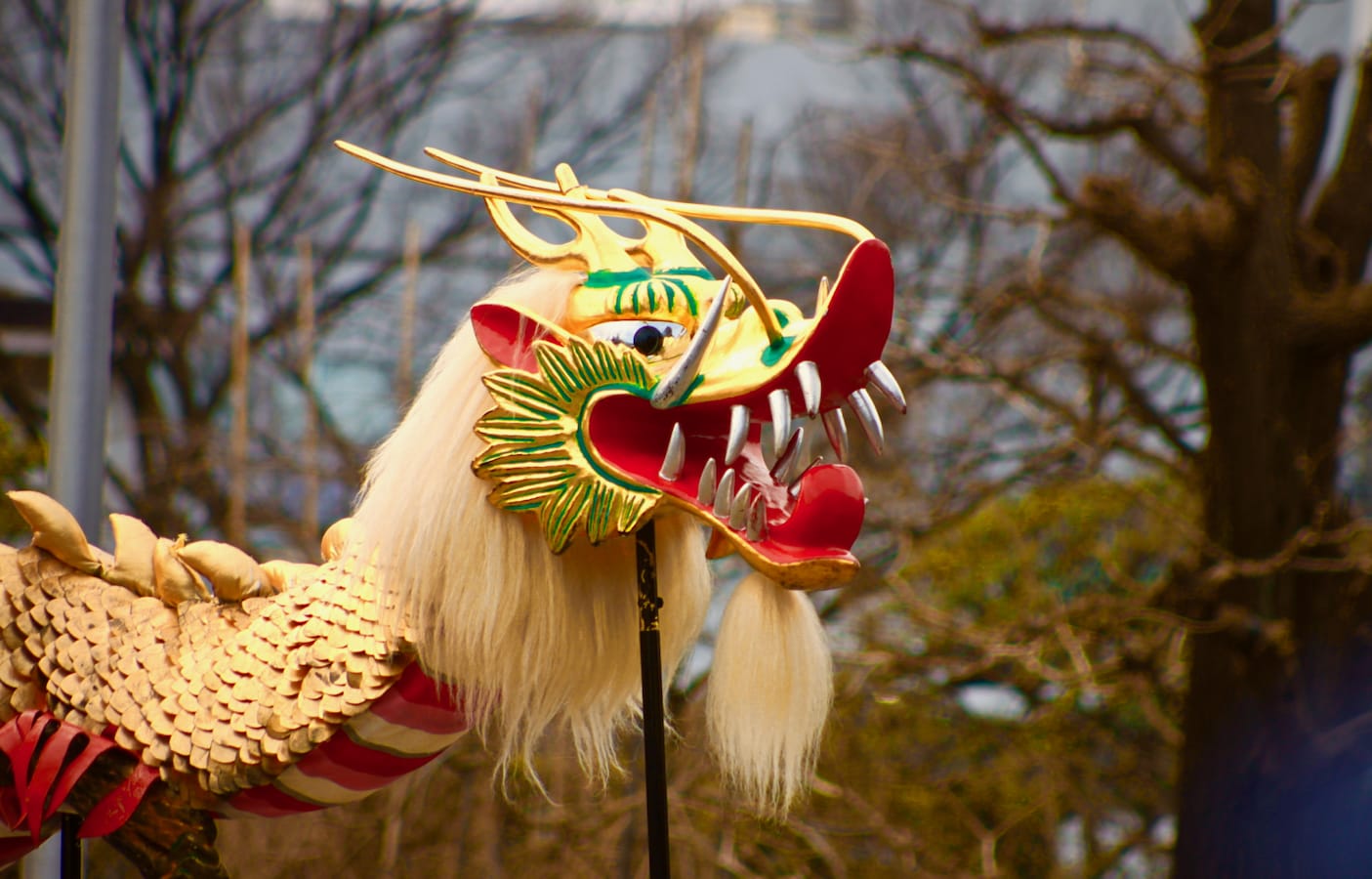 Experience the Dance of the Golden Dragon | All About Japan