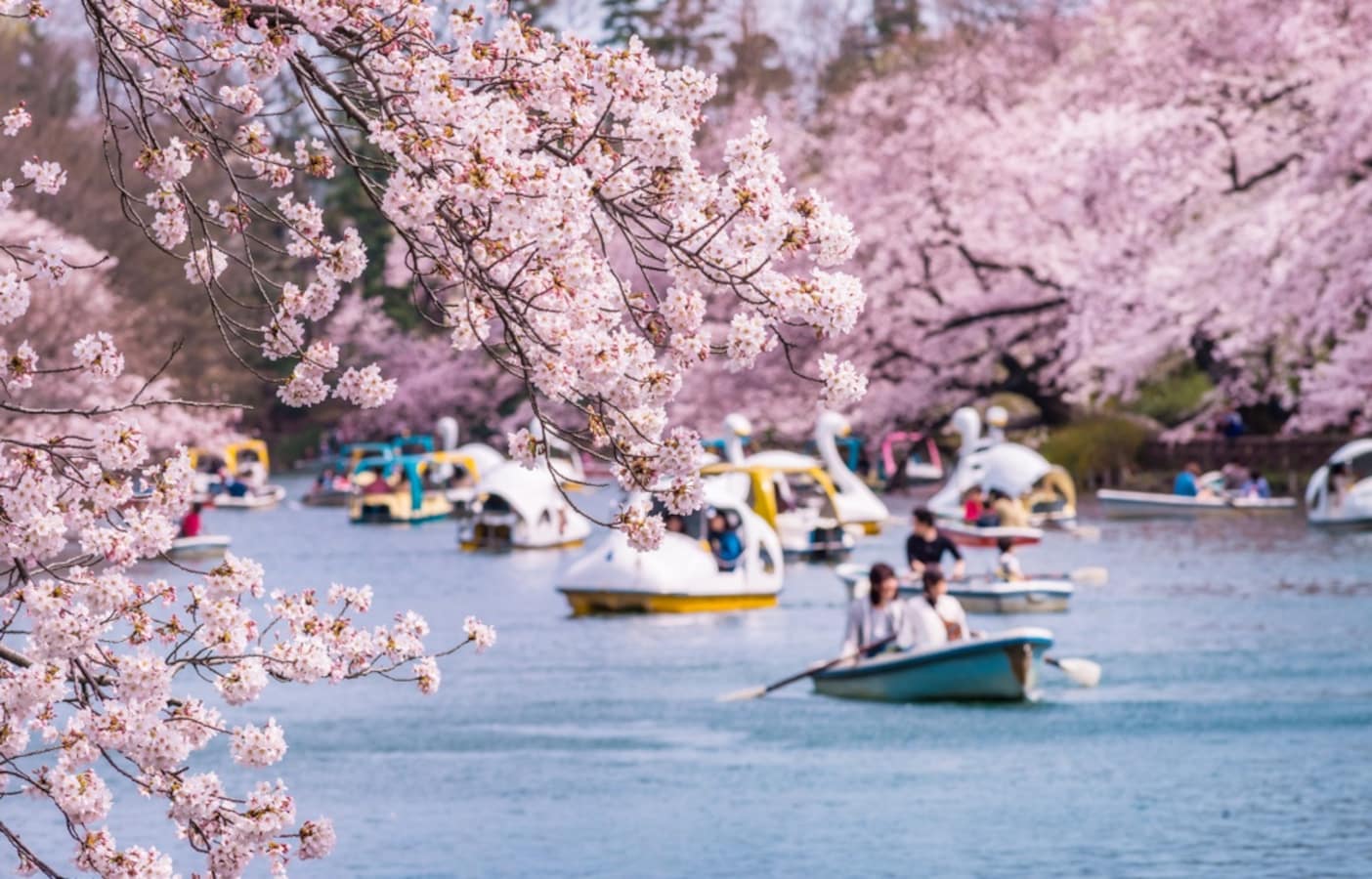 Tokyo Hanami Hot Spot: Inokashira Park | All About Japan