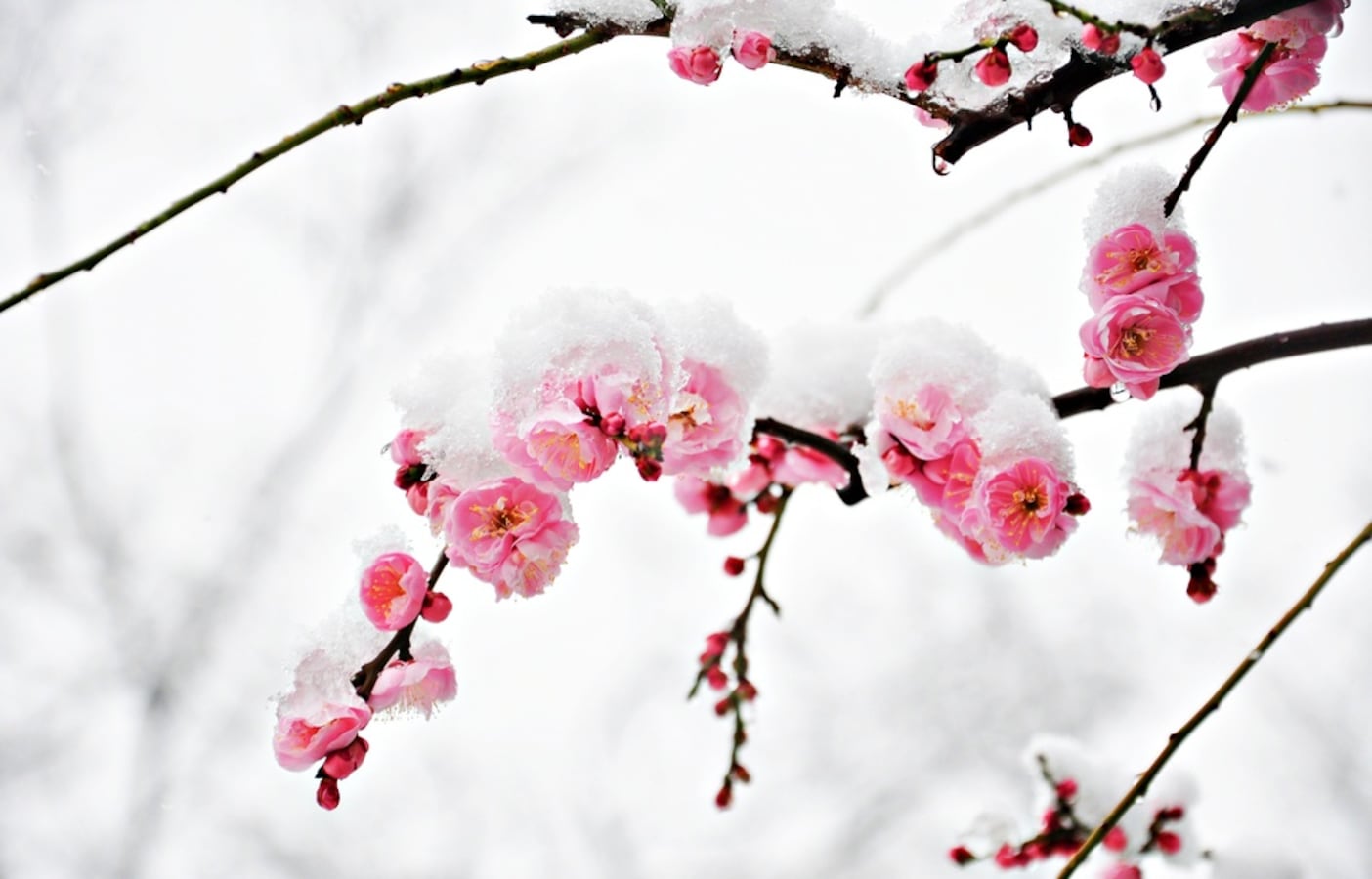 Snow Sakura Make For Incredible Hanami All About Japan
