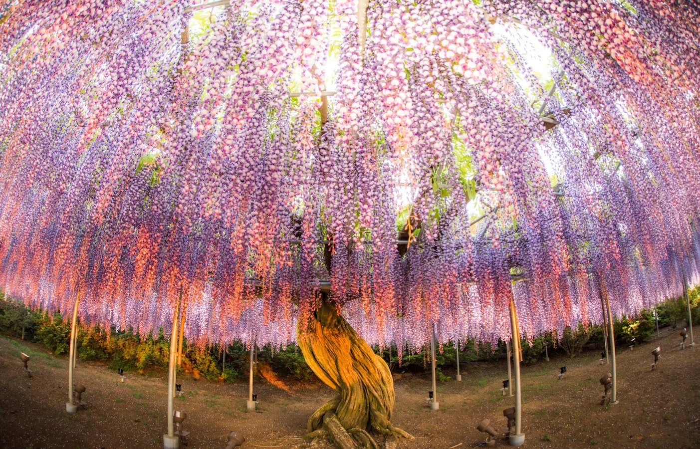 集英社 - wisteria 5 Japanese Wisteria Seeds CW91046 - Etsy