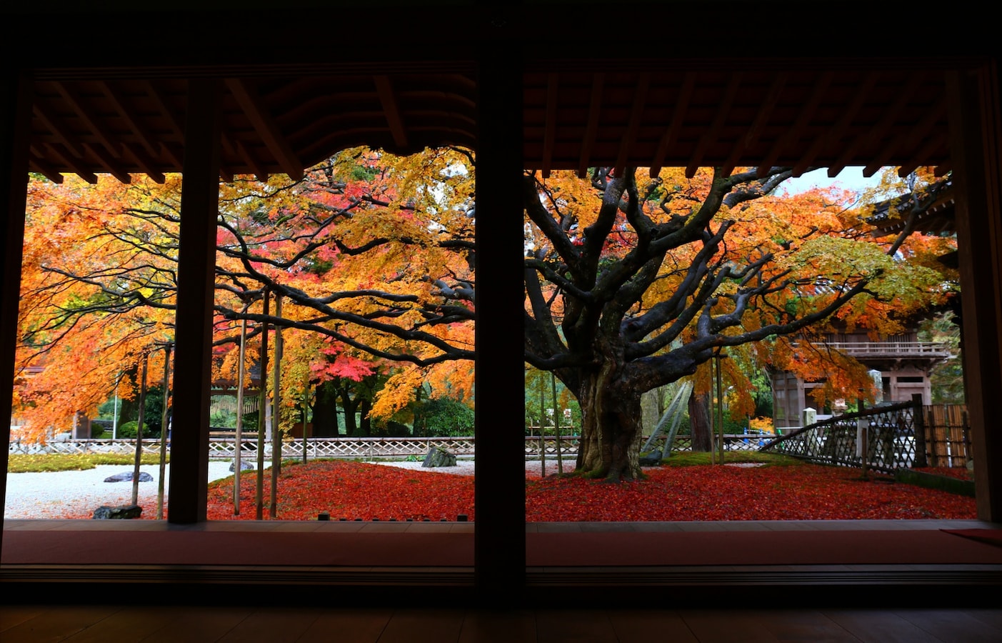 踩踏落地紅葉 頭望滿天楓紅 福岡近郊追楓去 All About Japan 踩踏落地紅葉 頭望滿天楓紅 福岡近郊追楓去 All About Japan