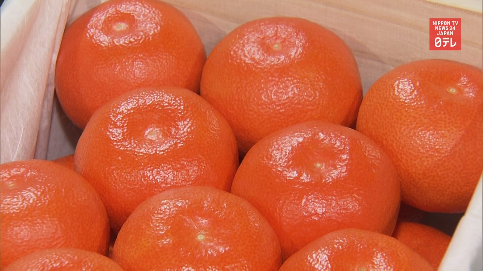 アイドル Mandarin Orange Amazon.com: Member's Mark Mandarin Oranges, 4 Ounce (Pack of 24)