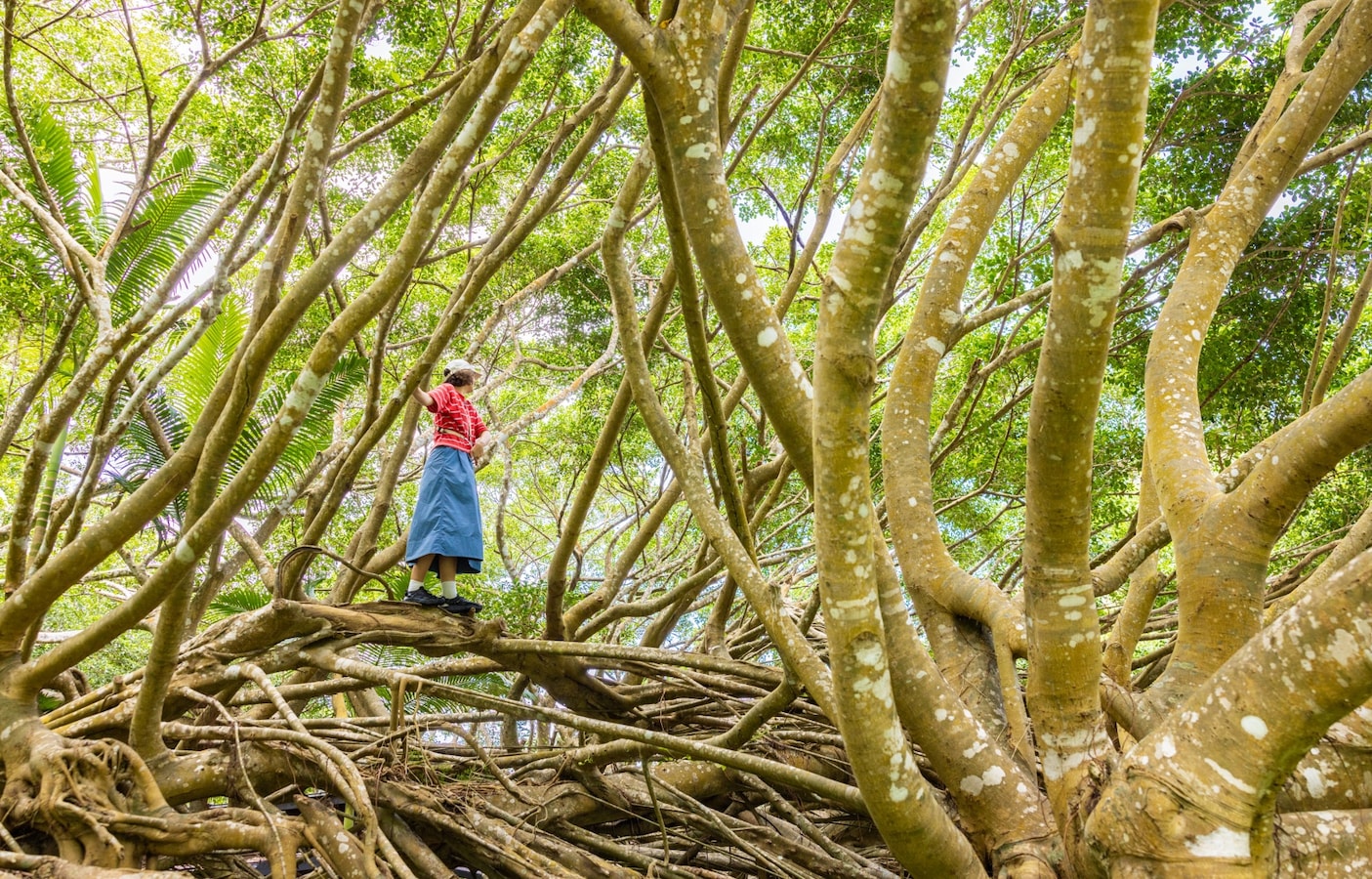 go-wild-tokyo-4-ogasawara-another-side-of-adventure-beyond-the-sea