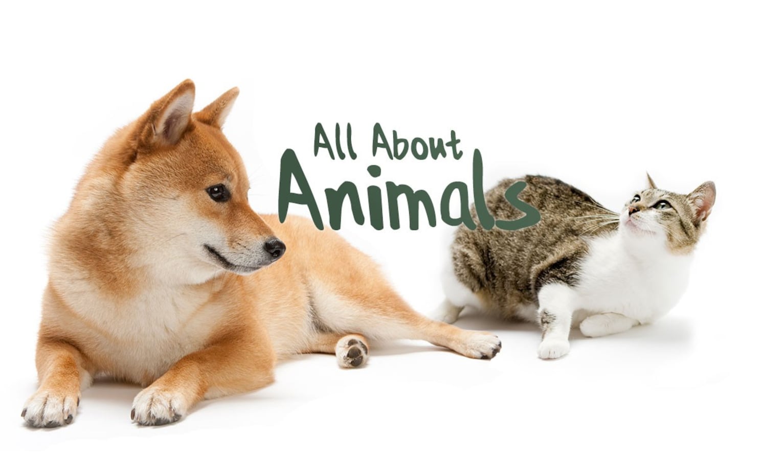 Animals | All About Japan
