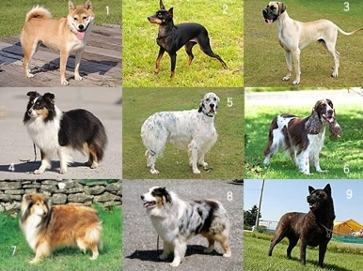 毛色 口 目 耳 種類によってまったく違う犬の特徴 All About オールアバウト