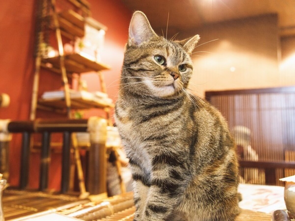 新宿 渋谷 池袋 山手線沿線おすすめ東京の猫カフェ13 All About オールアバウト