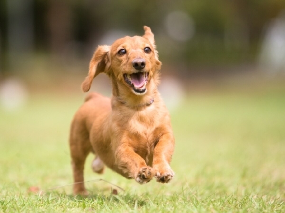 愛犬と思いっきり遊ぼう 東京都内で人気のドッグラン All About オールアバウト