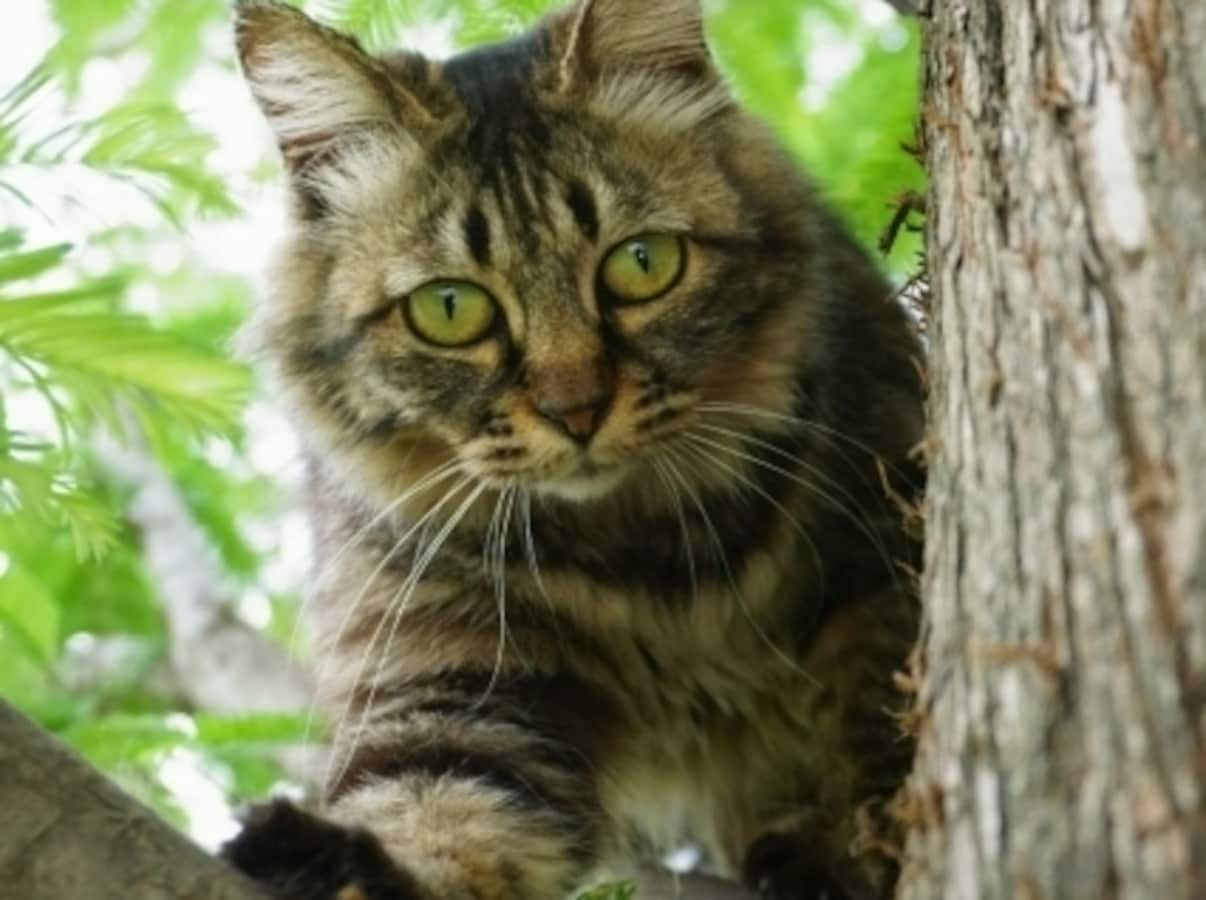 愛猫のためにキャットタワーを手作り 段ボールや木で出来る作り方 All About オールアバウト